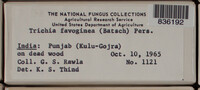 Image Associated With the Occurence